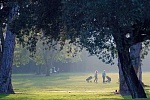 Golf - The Old Course