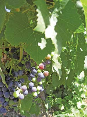 Vine Grapes