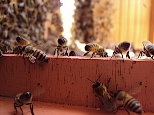 Bees 1582_small