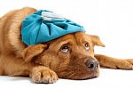 Sick Dog